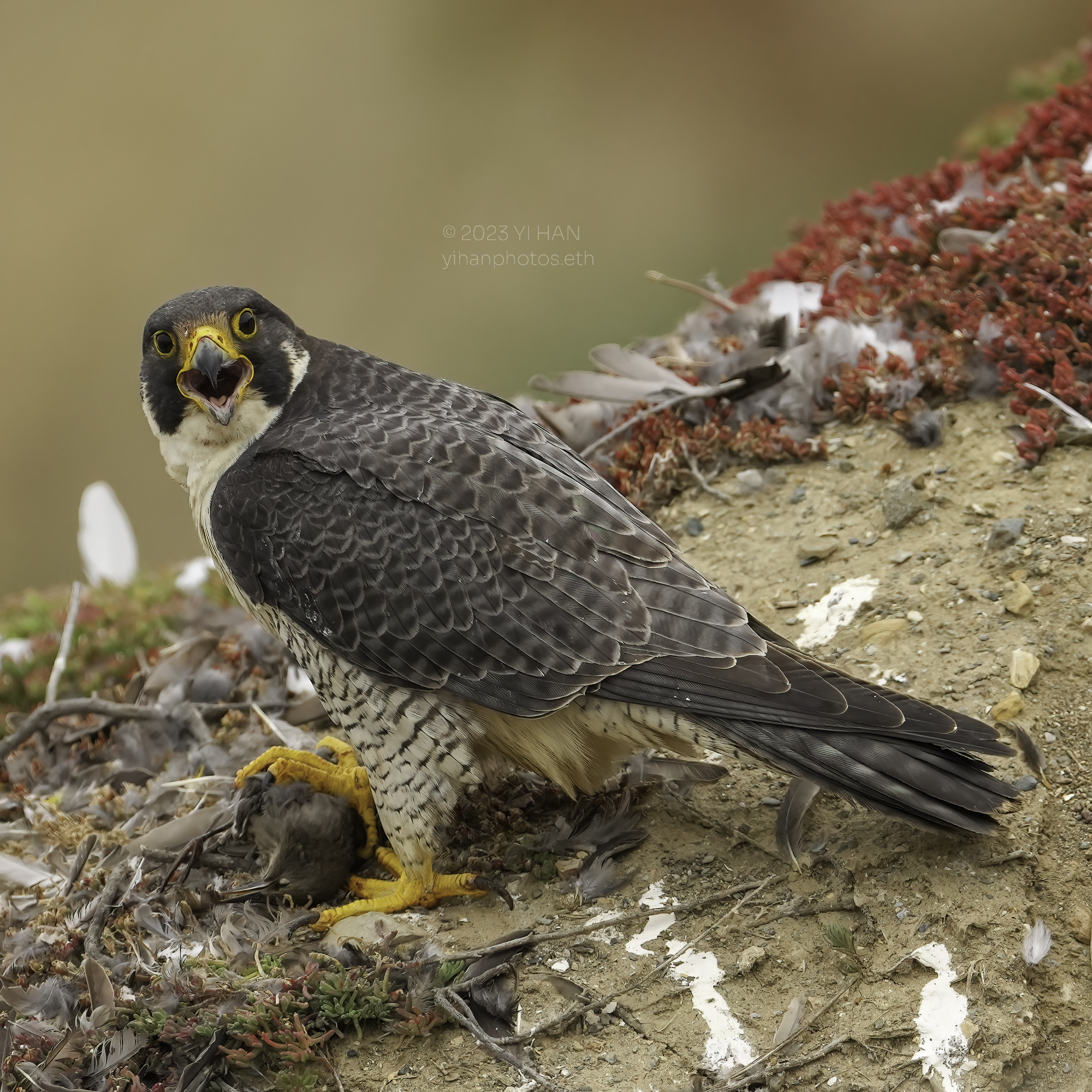 peregrine _falcon_2